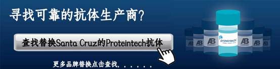 Proteintech可替换Santa Cruz,Abcam,Millipore,Cell Signaling Technology抗体