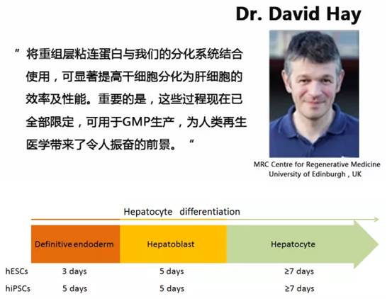 Dr. David Hay将）在重组层粘连蛋白可显著提高干细胞分为肝细胞的效率及性能