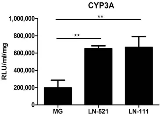 测定在Matrigel (MG), LN-521, 或LN-521/LN-111上分化的肝细胞样细胞的细胞色素P450 CYP3A活性