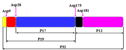 泽浩公司总代理proteintech抗体caspase 3的剪切体及剪切位点