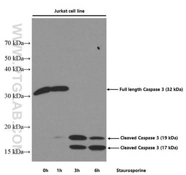 云南总代理Proteintech的caspase 3抗体可检测细胞凋亡